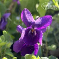 фото из отзыва ID 2680734