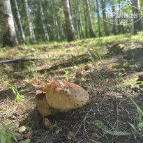 фото из отзыва ID 2680894