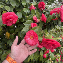 фото из отзыва ID 2681035