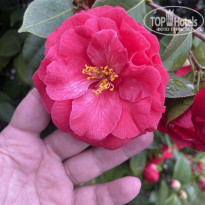 фото из отзыва ID 2681035