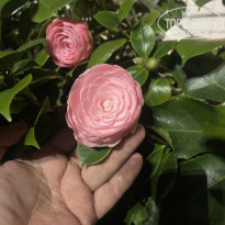 фото из отзыва ID 2681035