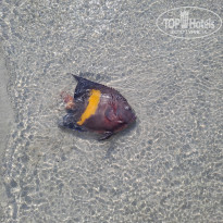 фото из отзыва ID 2681061