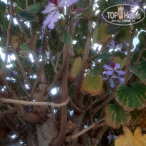 фото из отзыва ID 2681181