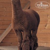 фото из отзыва ID 2681210