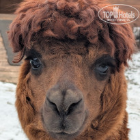 фото из отзыва ID 2681210