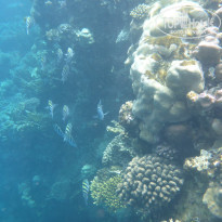 фото из отзыва ID 2681363