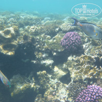 фото из отзыва ID 2681363