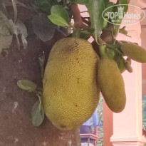 фото из отзыва ID 2681532