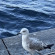 фото из отзыва ID 2682109