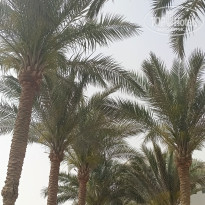 фото из отзыва ID 2682326