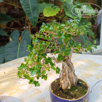 фото из отзыва ID 2682361