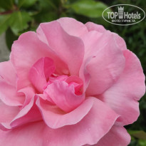 фото из отзыва ID 2682505