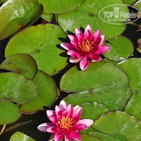 фото из отзыва ID 2682505