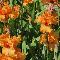 фото из отзыва ID 2682505