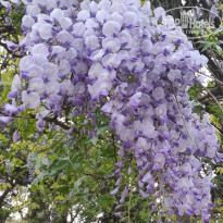 фото из отзыва ID 2682505