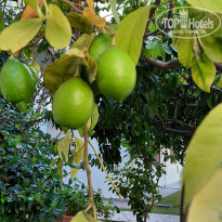 фото из отзыва ID 2682613