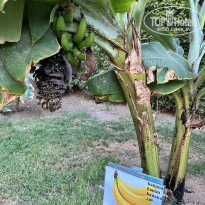 фото из отзыва ID 2682851