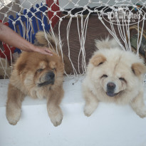 фото из отзыва ID 2683119