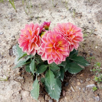 фото из отзыва ID 2683397