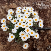 фото из отзыва ID 2683397