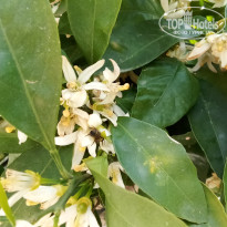 фото из отзыва ID 2683397