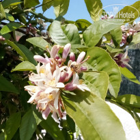 фото из отзыва ID 2683397