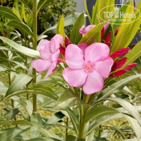 фото из отзыва ID 2683397