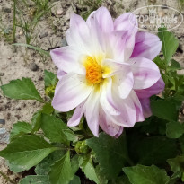 фото из отзыва ID 2683397