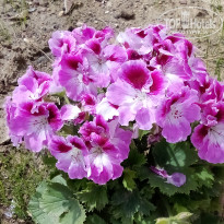 фото из отзыва ID 2683397