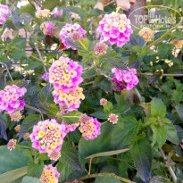 фото из отзыва ID 2683397