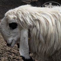 фото из отзыва ID 2683562