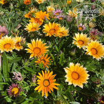 фото из отзыва ID 2683869