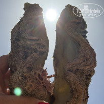 фото из отзыва ID 2684032