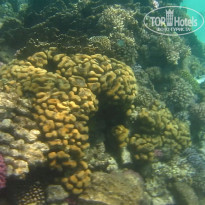 фото из отзыва ID 2684036