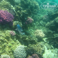 фото из отзыва ID 2684036