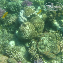 фото из отзыва ID 2684036