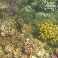 фото из отзыва ID 2684036