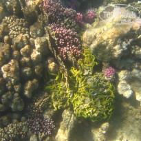 фото из отзыва ID 2684036