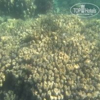 фото из отзыва ID 2684036