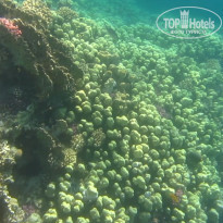 фото из отзыва ID 2684036