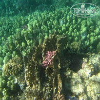 фото из отзыва ID 2684036