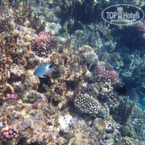 фото из отзыва ID 2684145