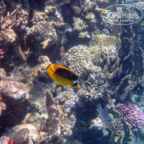 фото из отзыва ID 2684145