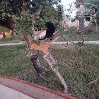 фото из отзыва ID 2684395