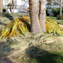 фото из отзыва ID 2684854