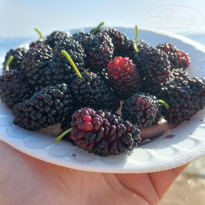 фото из отзыва ID 2685351