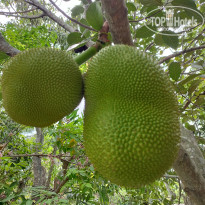 фото из отзыва ID 2685670