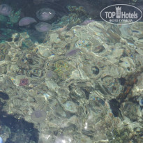 фото из отзыва ID 2685219