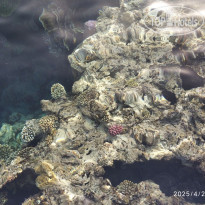 фото из отзыва ID 2685219