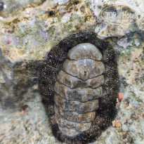 фото из отзыва ID 2684870